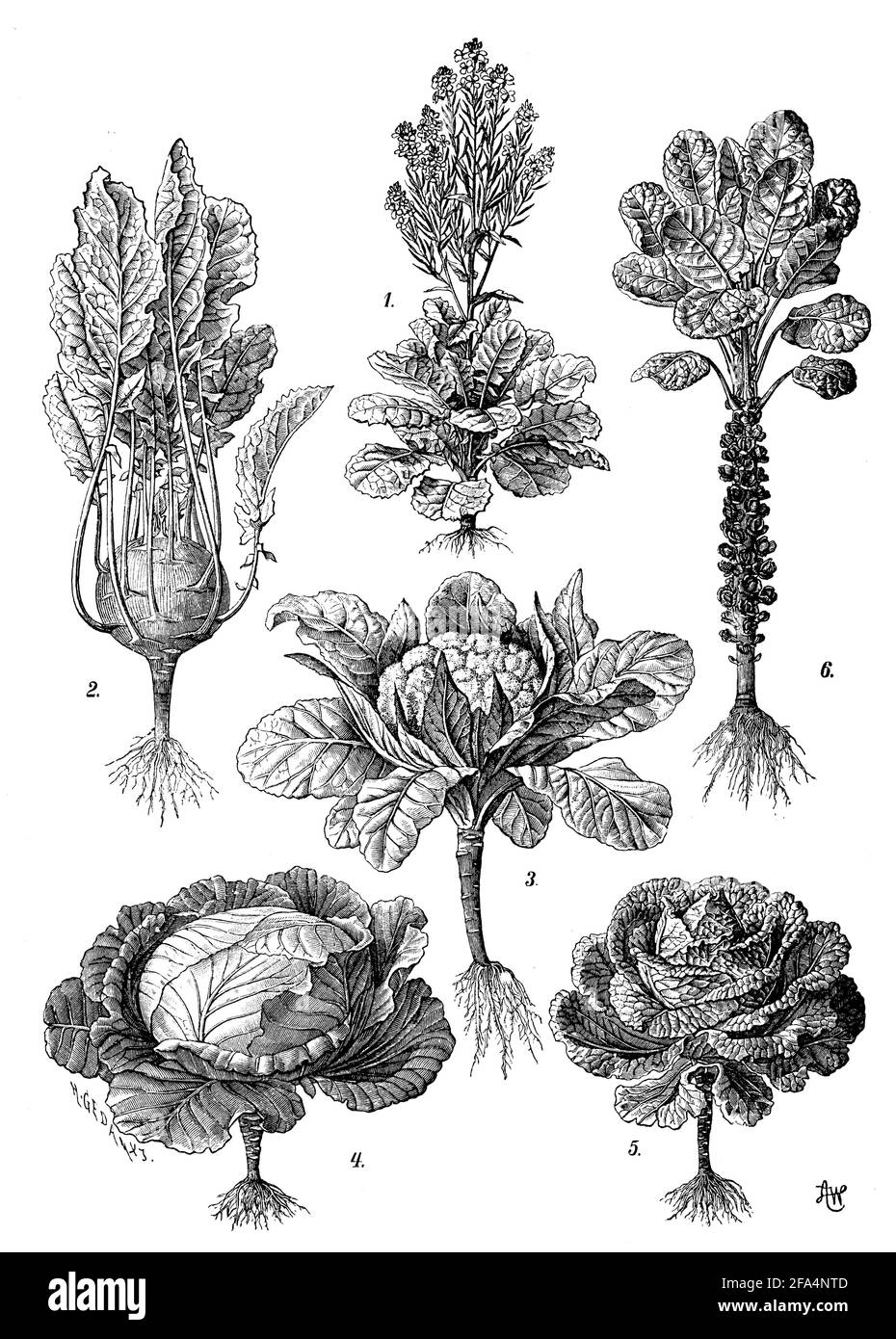 Kohl: 1 Wildkohl, 2 Kohlrabi, 3 Blumenkohl, 4 Weißkohl, 5 wirsing, 6 Rosenkohl / / (Botanikbuch, 1910) Stockfoto