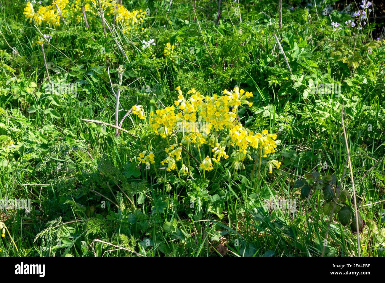 Kuhblumen wachsen an der Hecke, East Sussex, Großbritannien Stockfoto