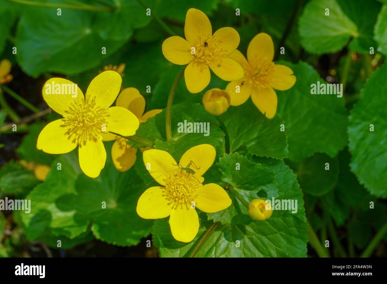 Leuchtend goldene und gelbe Blüten mit Insekten Stockfoto