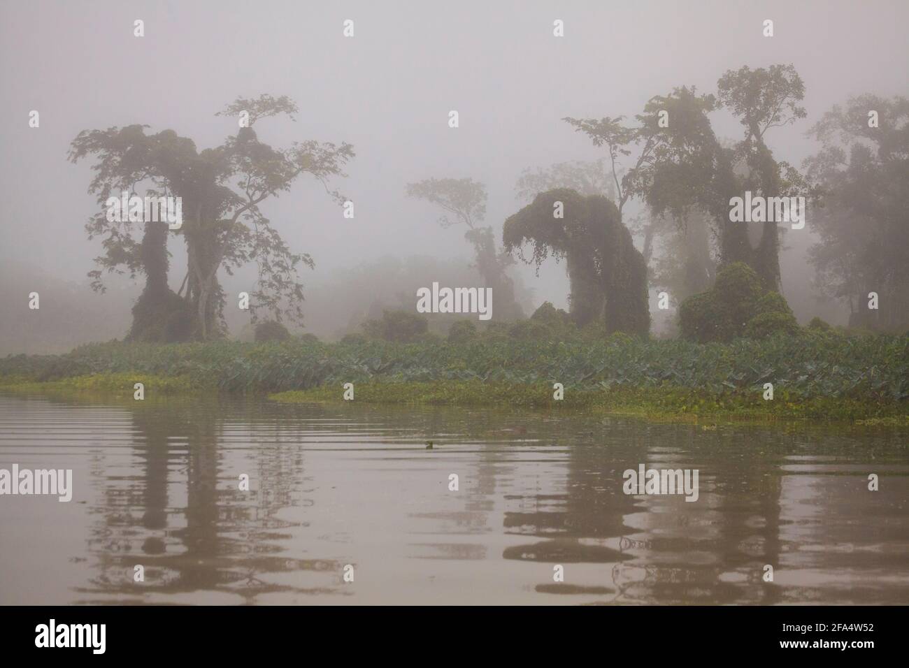 Panamalandschaft mit nebeligem Regenwald im frühen Morgenlicht entlang Rio Chagres im Soberania-Nationalpark, Republik Panama, Mittelamerika. Stockfoto