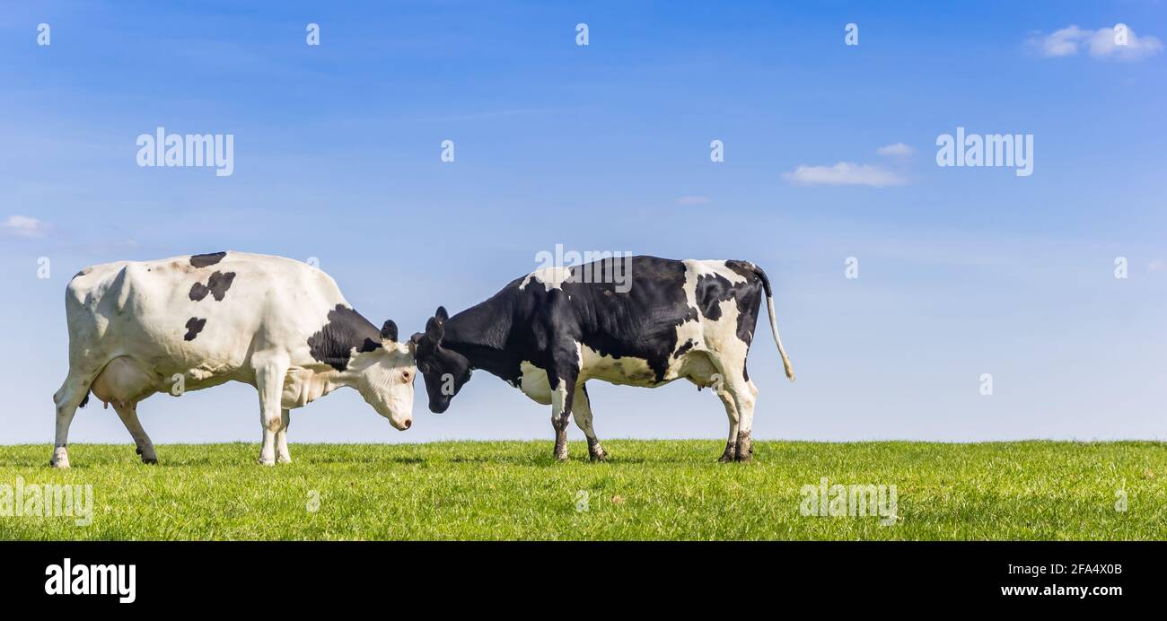 Panorama von zwei holsteinkühen auf einer grünen Wiese im Gaasterland, Niederlande Stockfoto