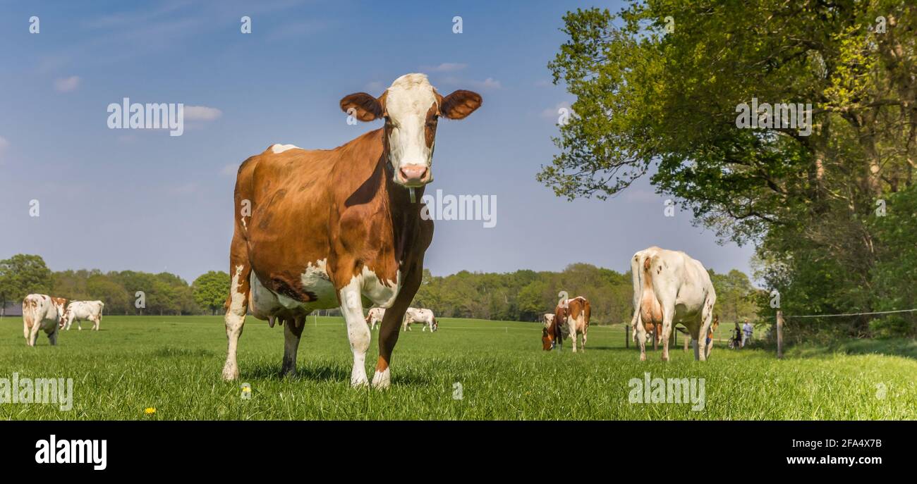 Panorama einer braunen Holstein-Kuh, die im Gras steht In den Niederlanden Stockfoto