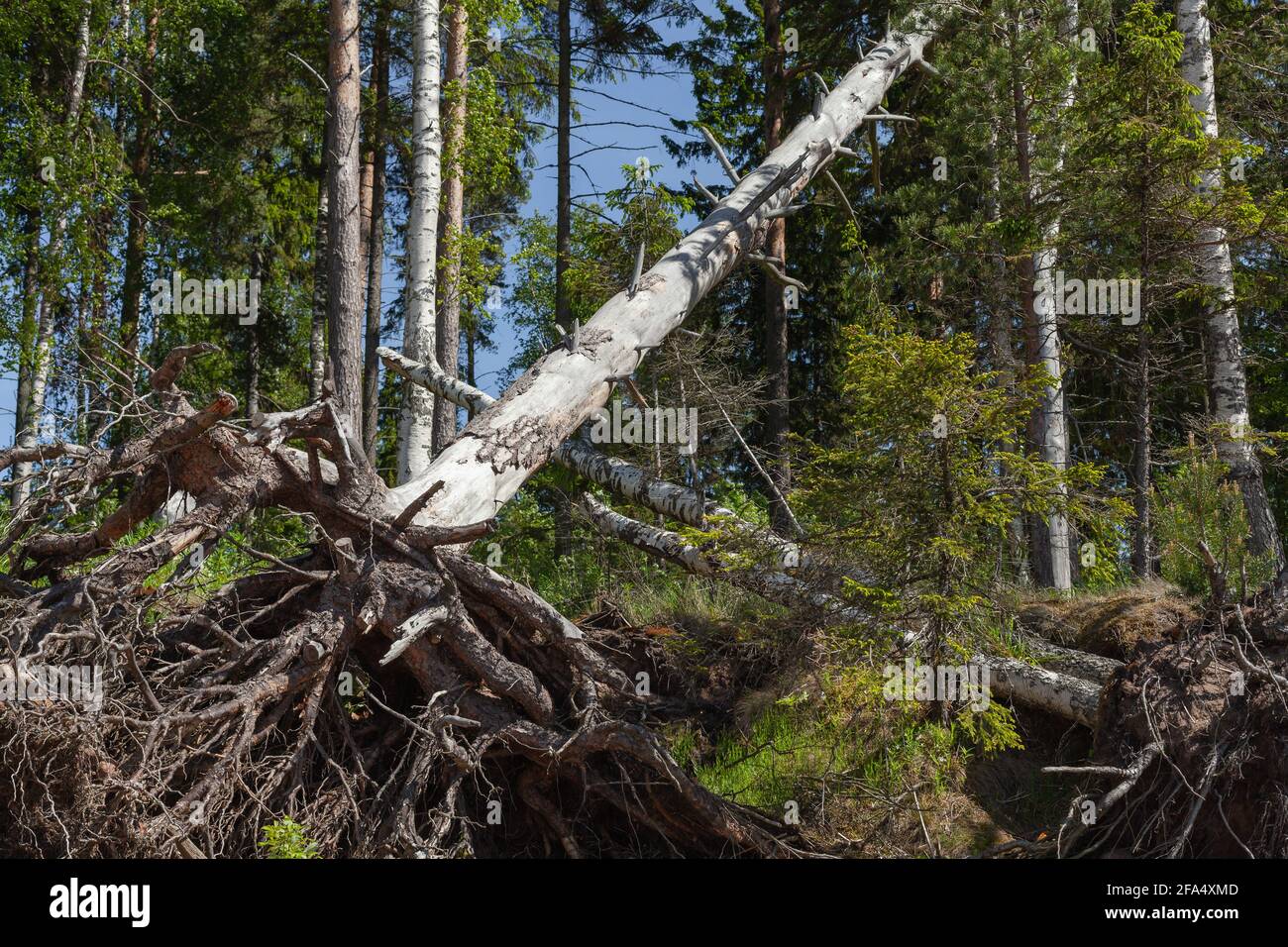Wurzeln eines gefallenen Baumes an einem sonnigen Sommertag Stockfoto
