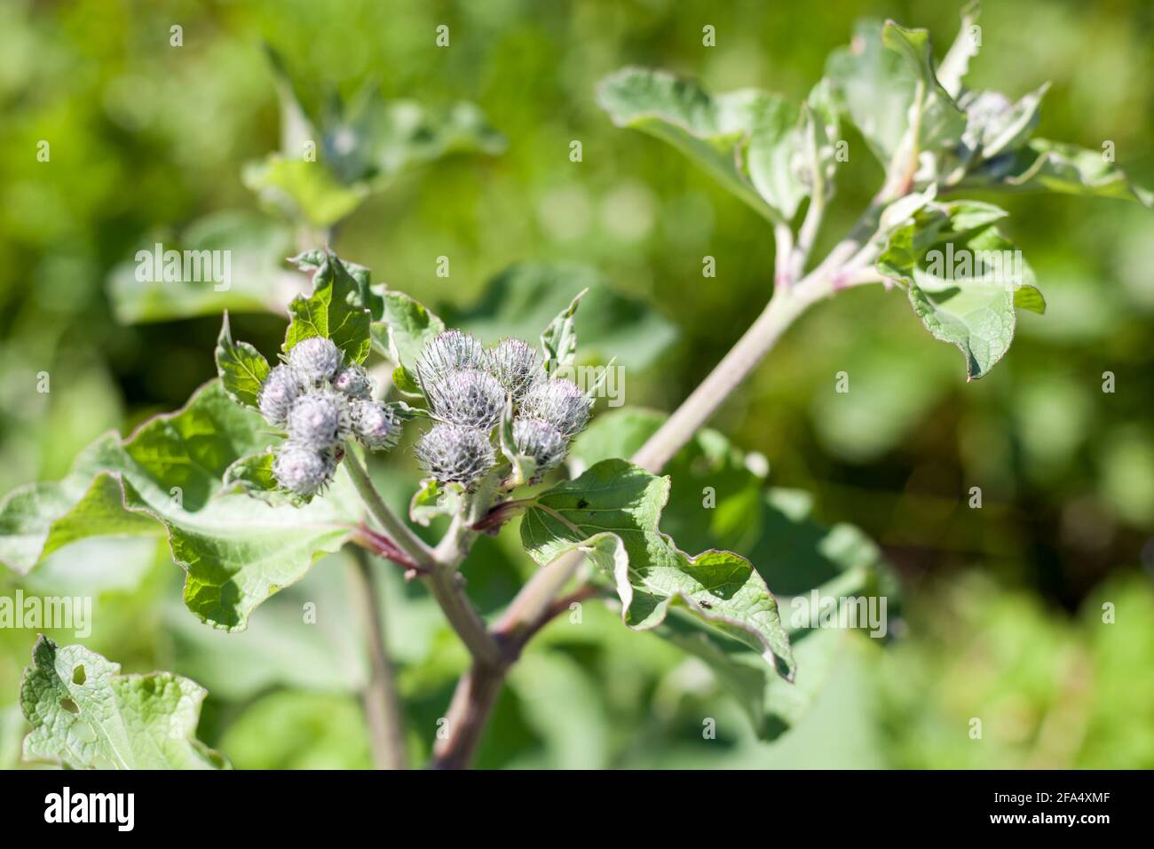 Arctium lappa oder Klette, Nahaufnahme an einem sonnigen Sommertag Stockfoto