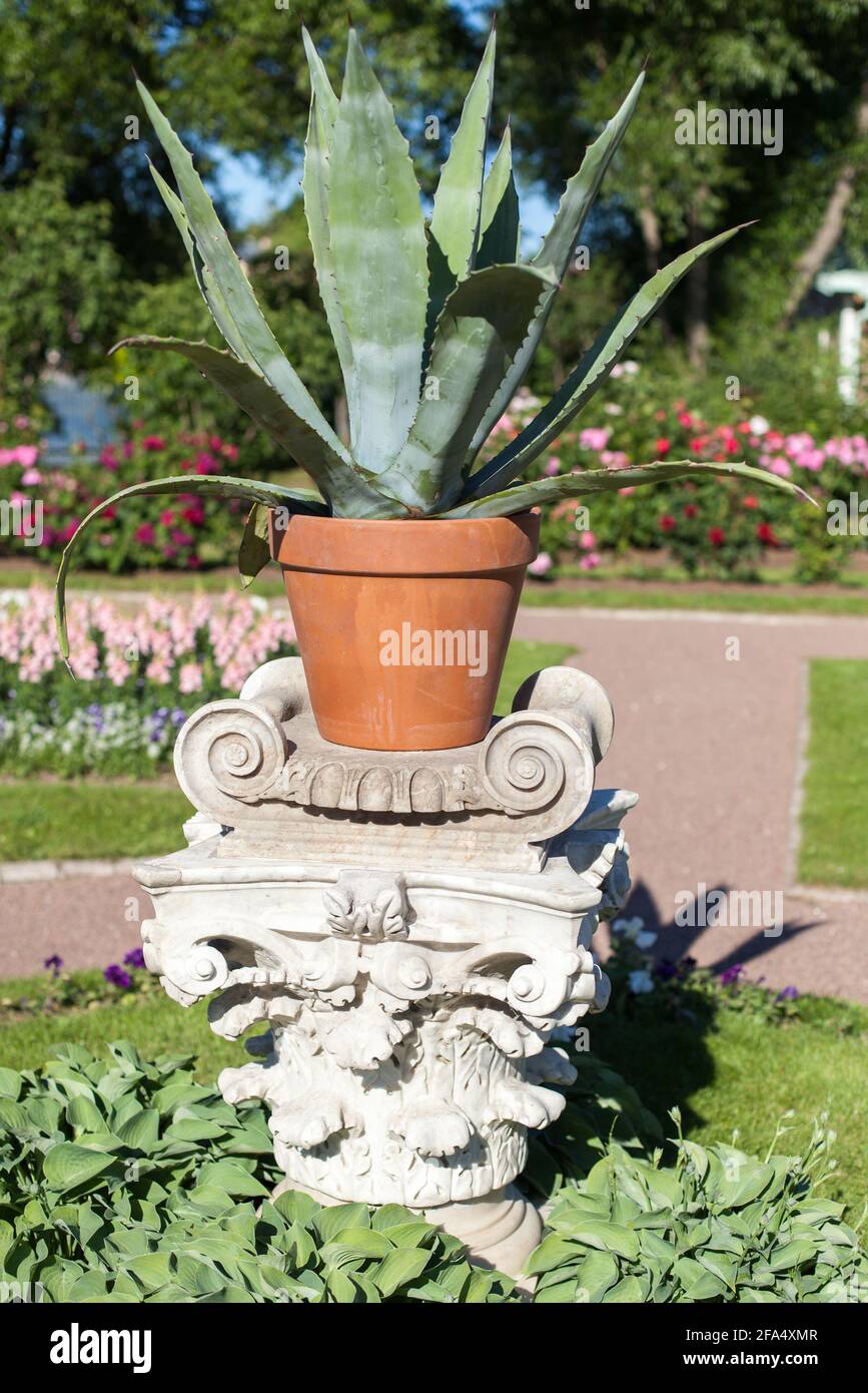 Getopfte Agavenpflanze an einem sonnigen Tag, Gartendekoration Stockfoto