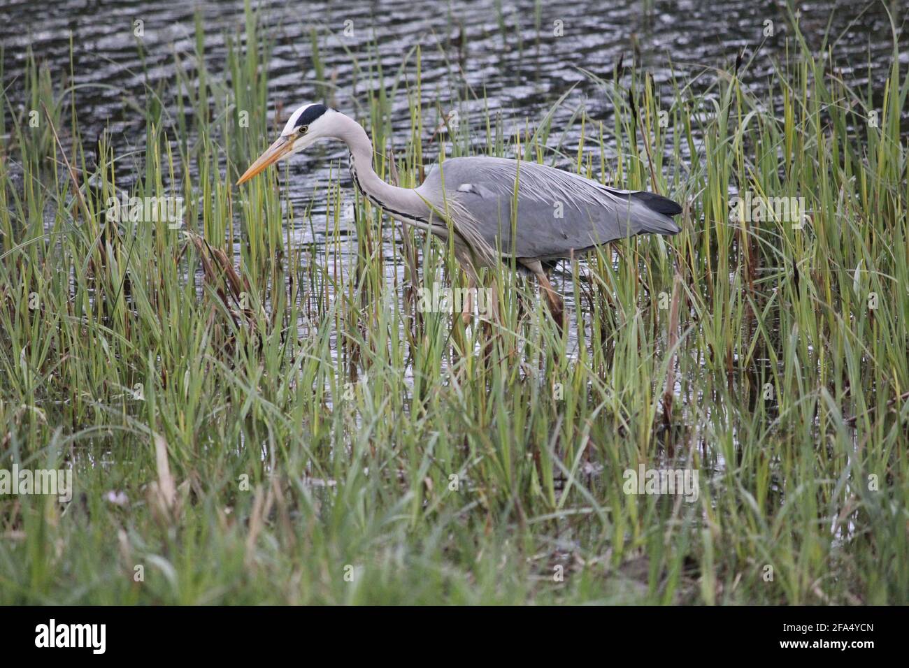 Graureiher im Stadtpark Staddijk in Nijmegen, Niederlande Stockfoto