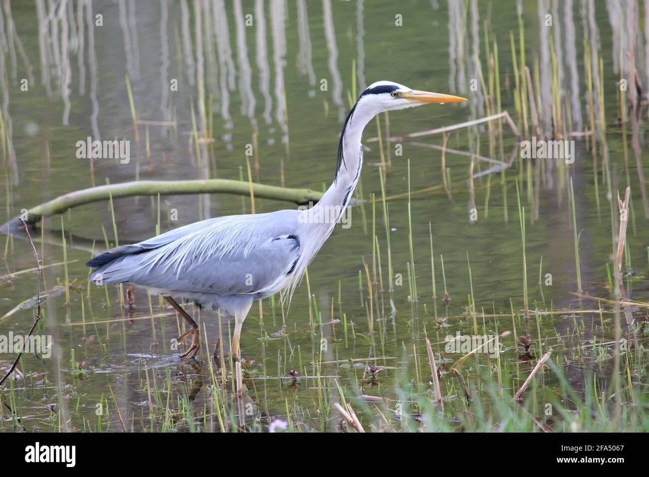 Graureiher im Stadtpark Staddijk in Nijmegen, Niederlande Stockfoto