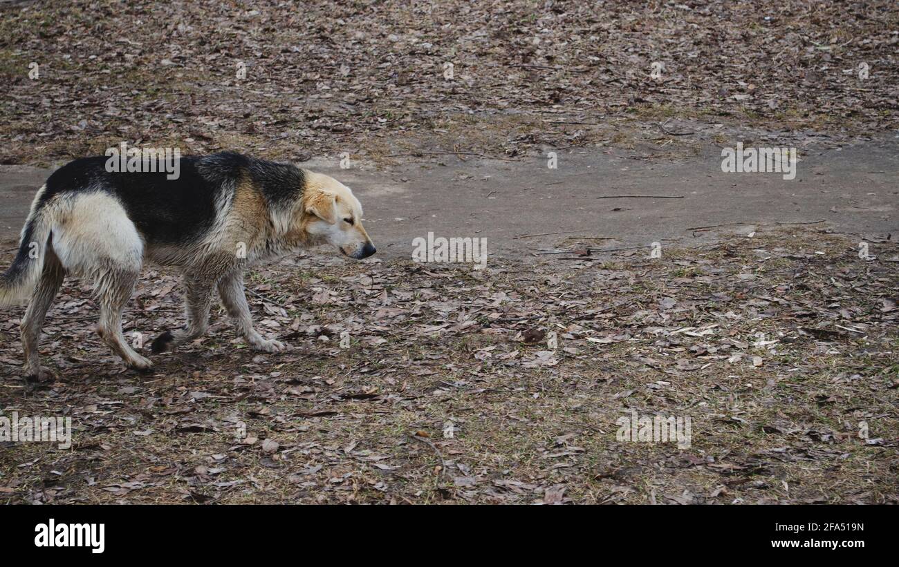 Verlassene Hund im Park. Einsames Tier, trockenes Gras und Blätter auf dem Hintergrund. Stockfoto