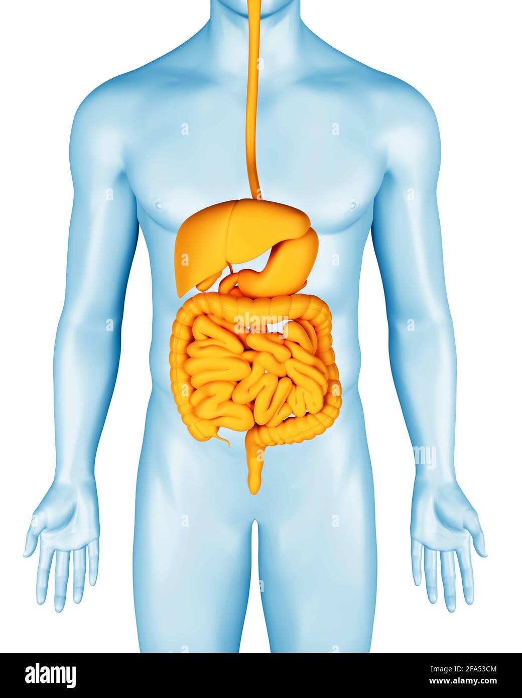 Verdauungssystem auf Mann anatomische 3d Körper Illustration. Magen, Darm und andere innere Organe. 3d-Rendering. Stockfoto