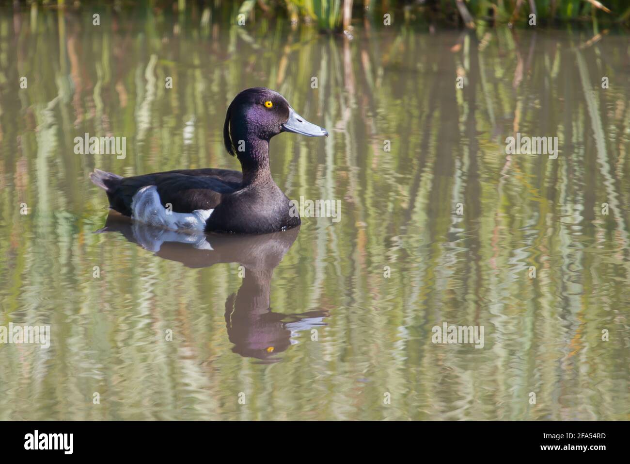 Getuftete Ente mit Reflexen im Wasser Stockfoto