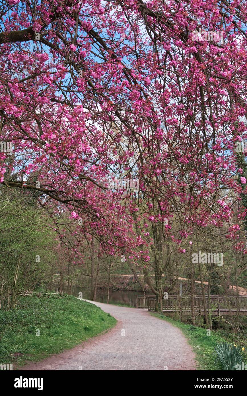 Kirschblüte im Schlosspark Münster Stockfoto