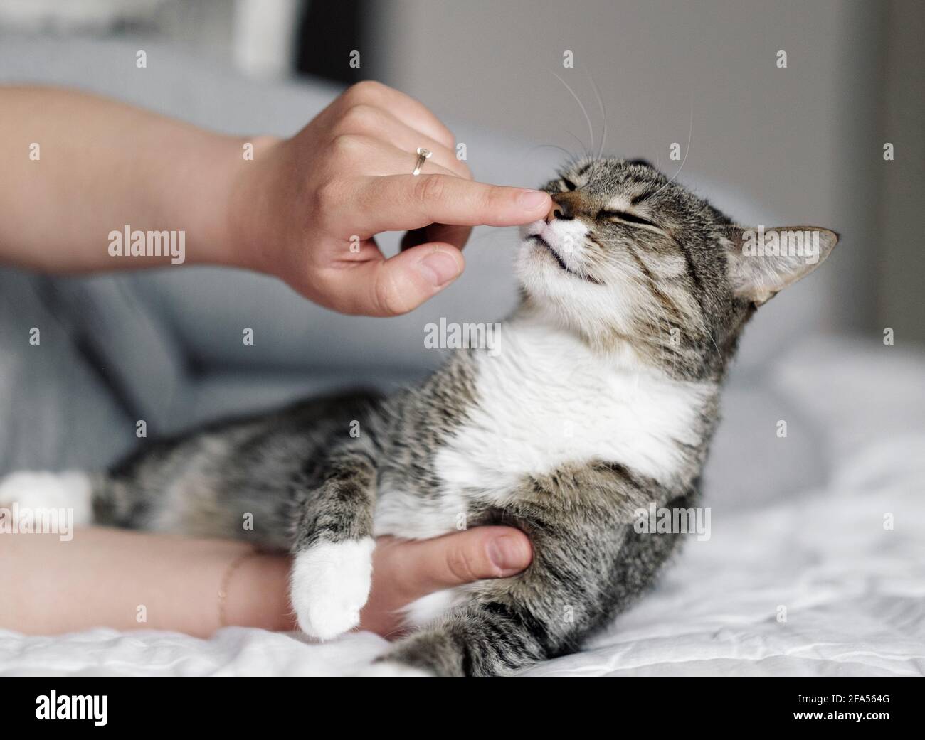 Glückliche Katze, der Besitzer streichelt die Katze, die Katze schnüffelt den Finger des Besitzers Stockfoto