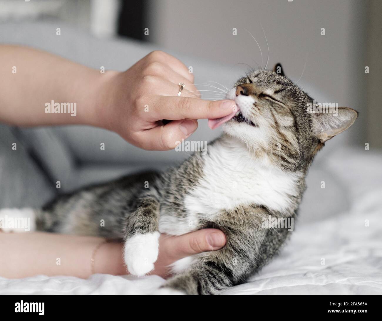 Glückliche Katze, der Besitzer streichelte die Katze, die Katze leckt den  Finger des Besitzers Stockfotografie - Alamy