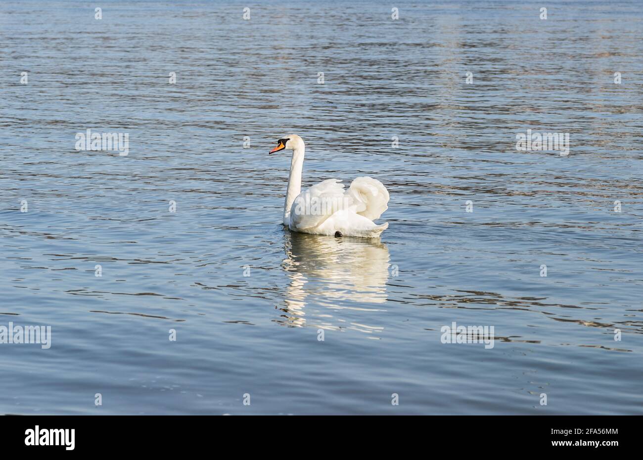 Gebiete, die von einer großen Anzahl wilder Schwäne bewohnt werden, sowie wilde Wasservögel in freier Wildbahn, der Schwan in seinem natürlichen Lebensraum. Stockfoto