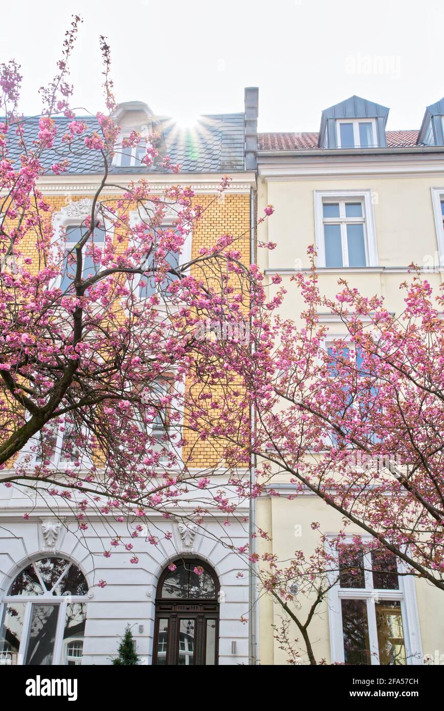 Kirschblüte in der Stadt münster Stockfoto