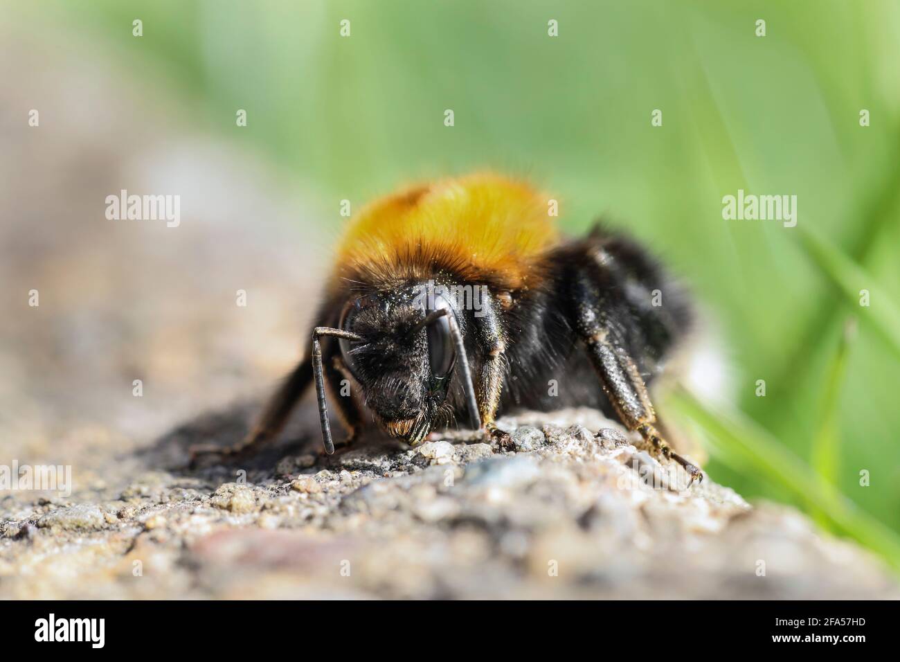 Queen Tree Bumble Bee (Bombus hypnorum) wärmt sich in der Sonne auf, Teesdale, County Durham, Großbritannien Stockfoto