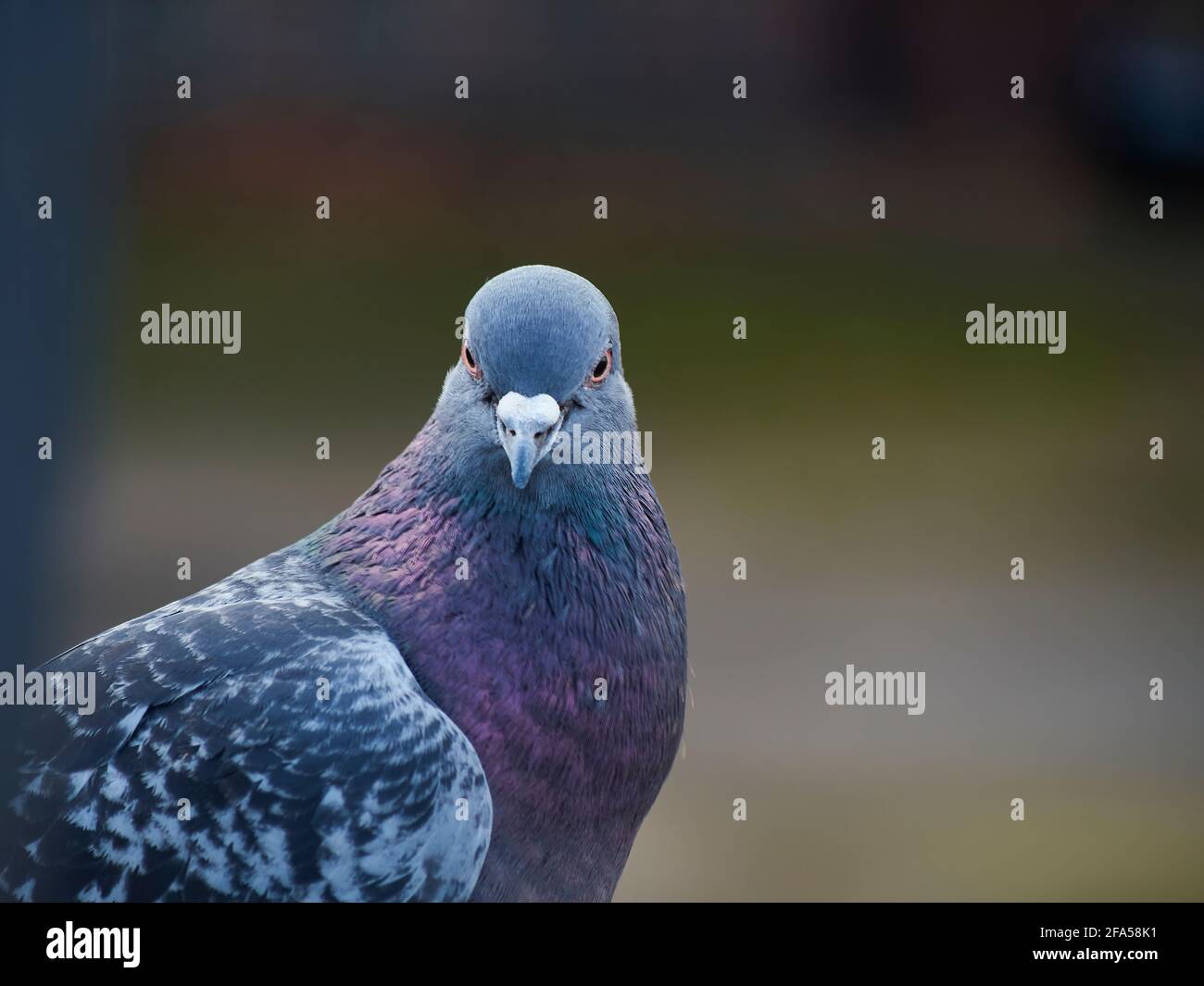 Eine wilde Taube, etwas schöner und präbesitzender als üblich, schaut vor einem stark defokussierte Hintergrund vor die Kamera. Stockfoto