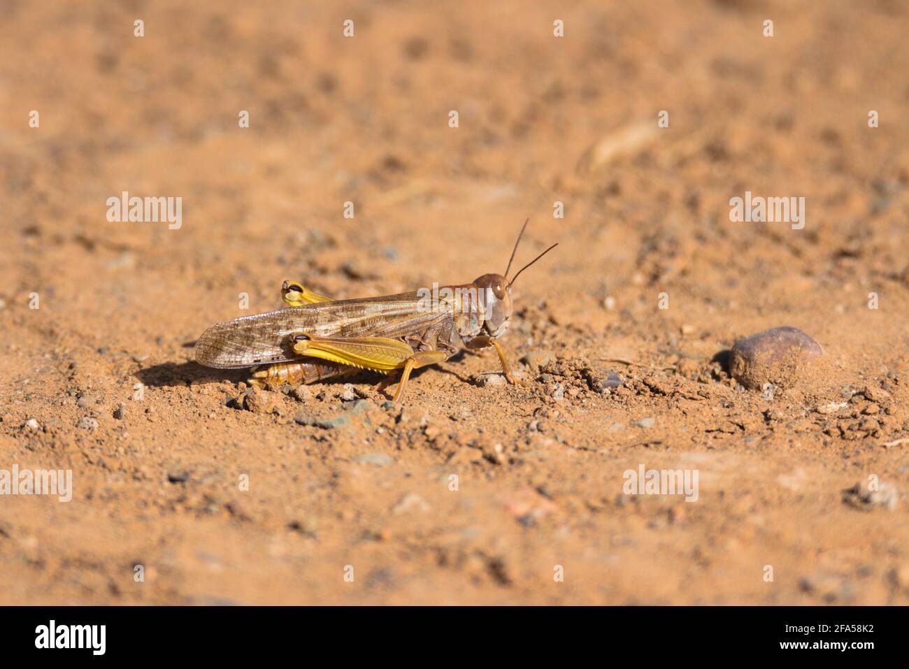 Braune Heuschrecke Stockfoto