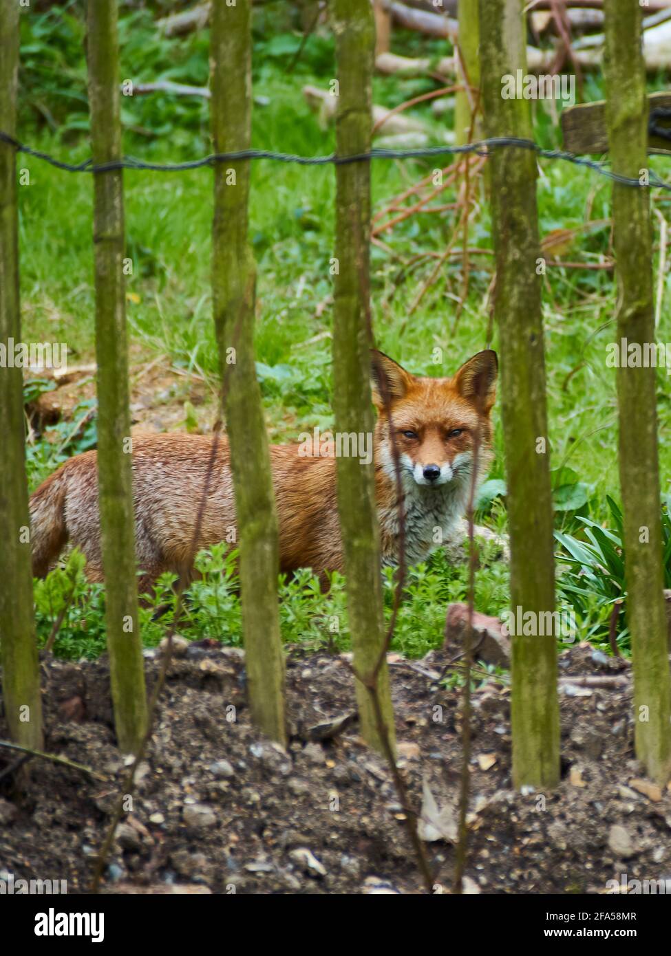 Ein londoner Fuchs im Unterholz im Russia Dock Woodland, wachsam und vorsichtig gegenüber dem Eindringling in seinem Haus. Stockfoto