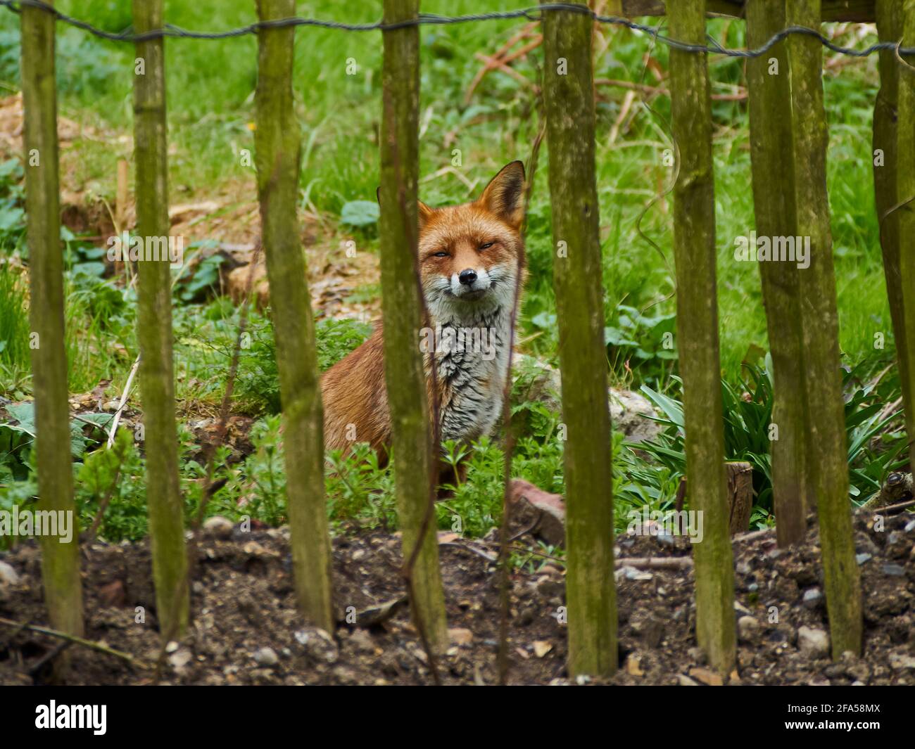 Ein londoner Fuchs im Russia Dock Woodland, entspannend und ruhig, mit geschlossenen Augen, während er sich von seinen Wandern ausruhen kann. Stockfoto