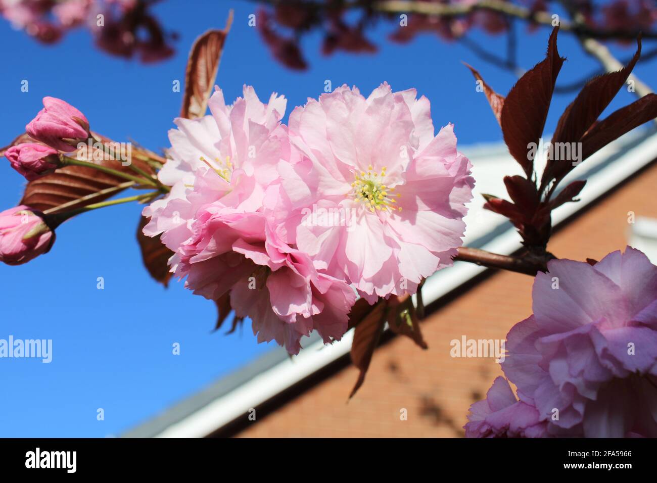 Nahaufnahme eines gelben Staubbeines auf einer rosa Zierkirsche Blütenblume Stockfoto