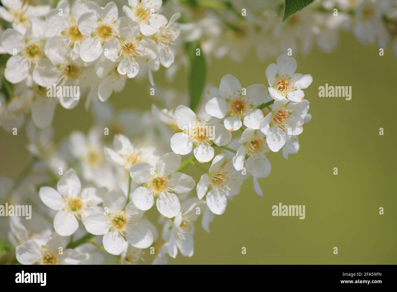 Spiraea im Stadtpark Staddijk Stockfoto
