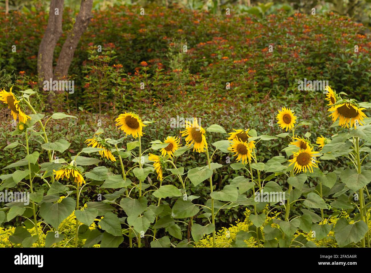 Blick auf die Sonnenblumenplantage mit Sonnenblumen, die in einer Reihe stehen Und blüht Stockfoto