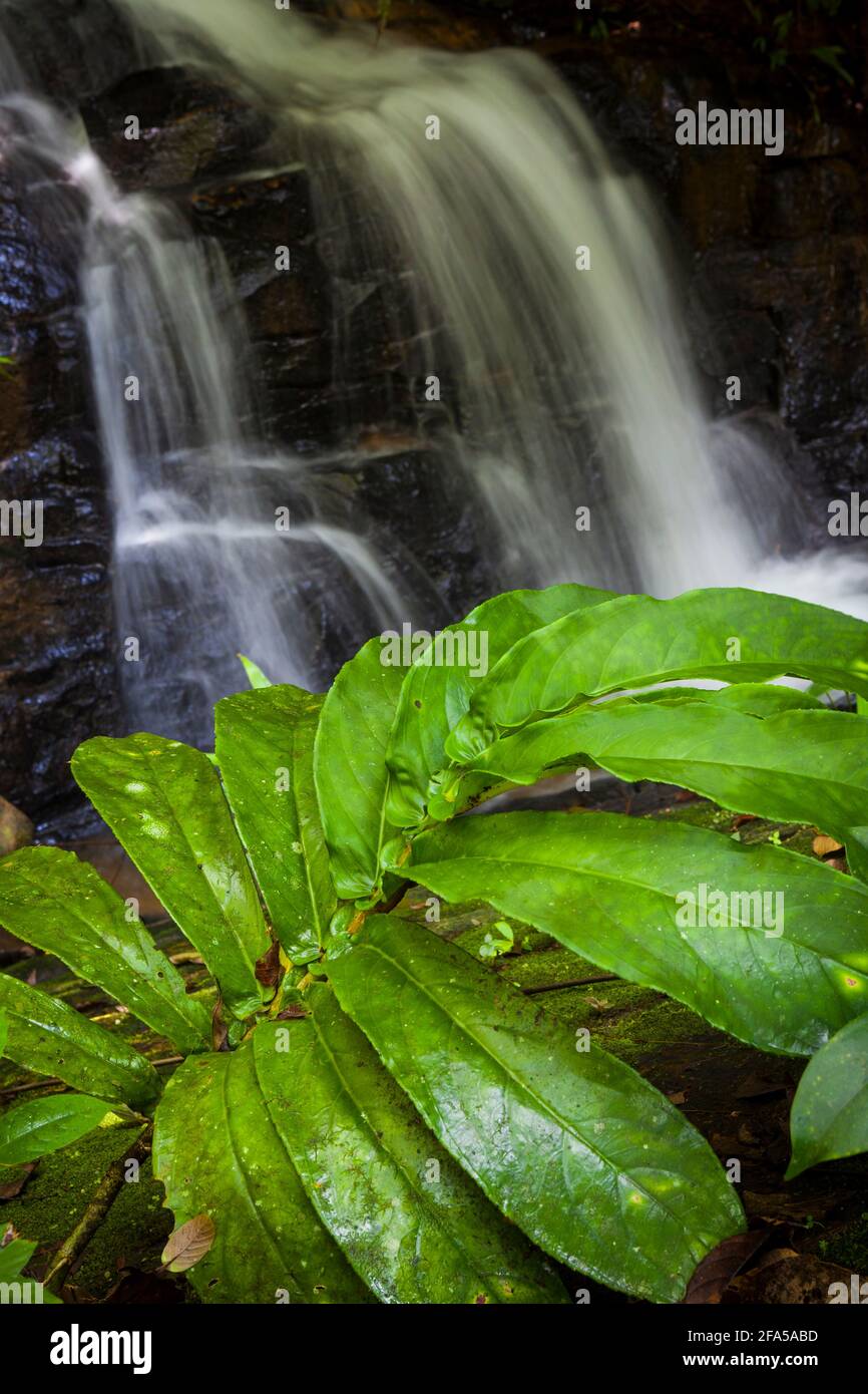 Panama-Landschaft mit großen Blättern an einem kleinen Wasserfall in der Nargana-Wildnis in Garduk, Comarca Guna Yala, Republik Panama. Stockfoto