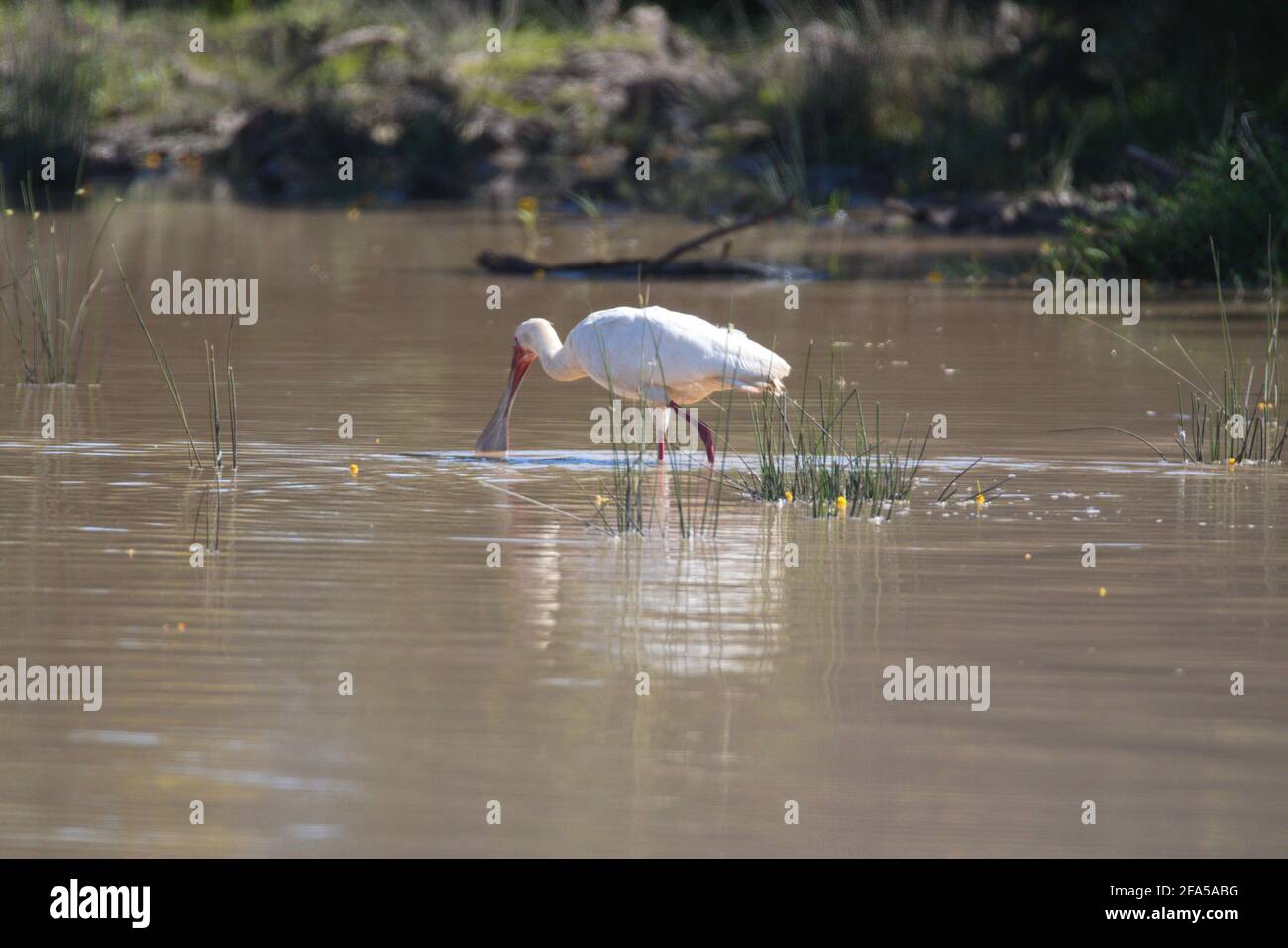Löffler Stockfoto