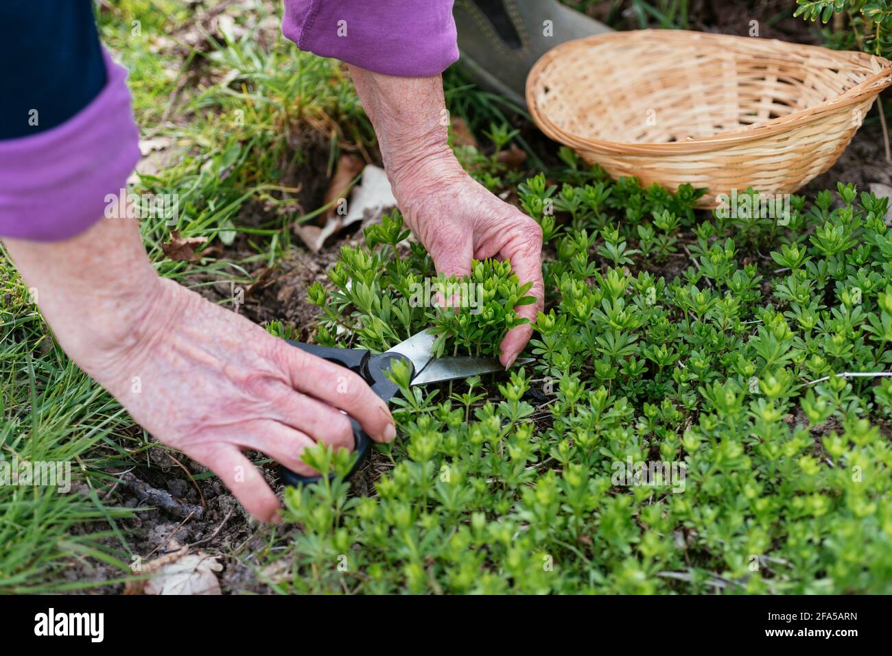 Gärtner erntet Bettstroh mit Süßduft (Galium odoratum) Stockfoto