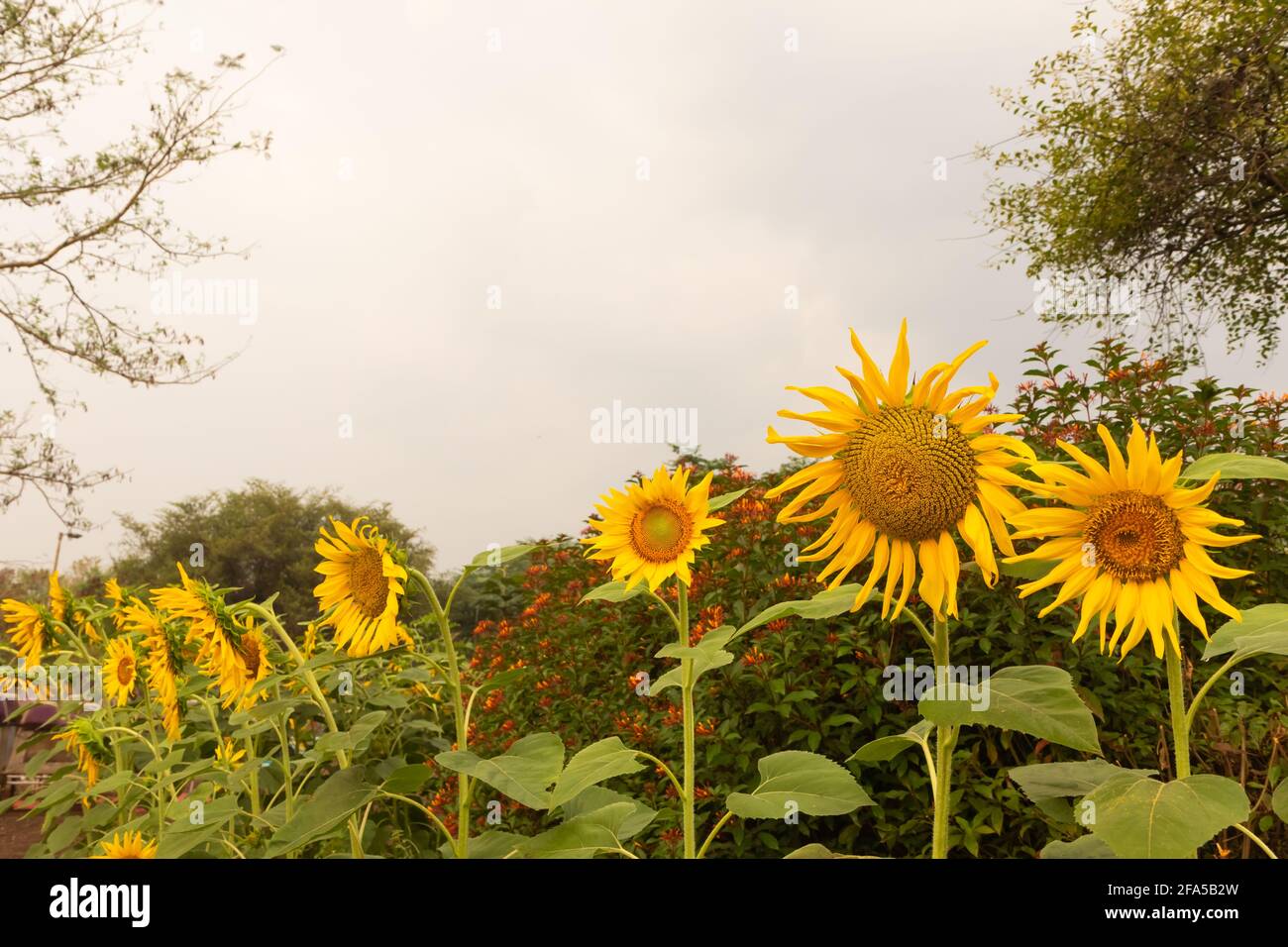 Blick auf die Sonnenblumenplantage mit Sonnenblumen, die in einer Reihe stehen Und blüht Stockfoto