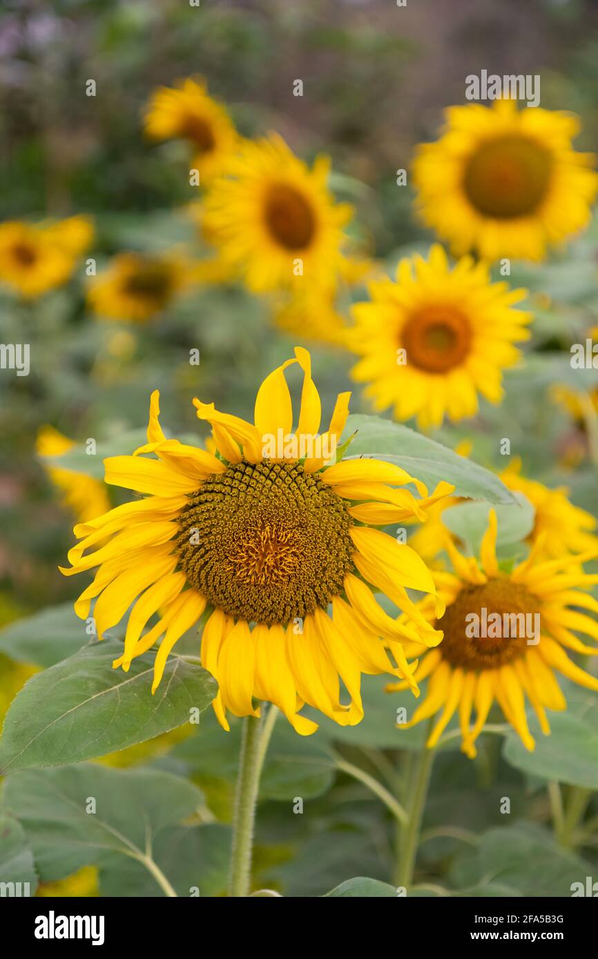 Sonnenblumen in einer Reihe auf einem Bauernhof mit blühenden gepflanzt Unscharfer Hintergrund Stockfoto