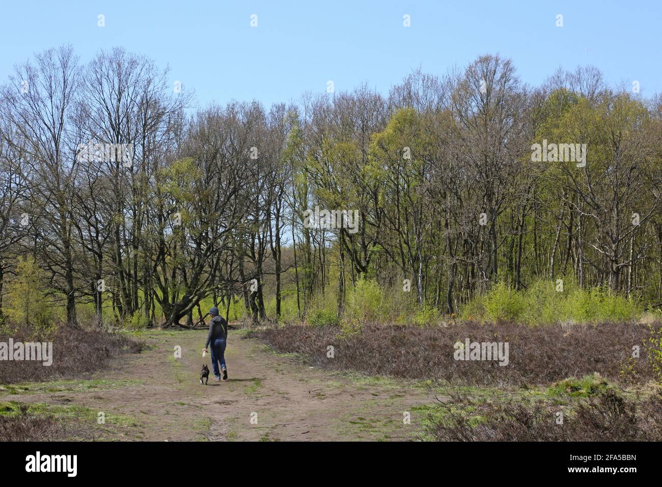 Die Menschen laufen mit ihren Hunden im Wald auf Wimbledon Common, im Südwesten Londons, Großbritannien. Stockfoto