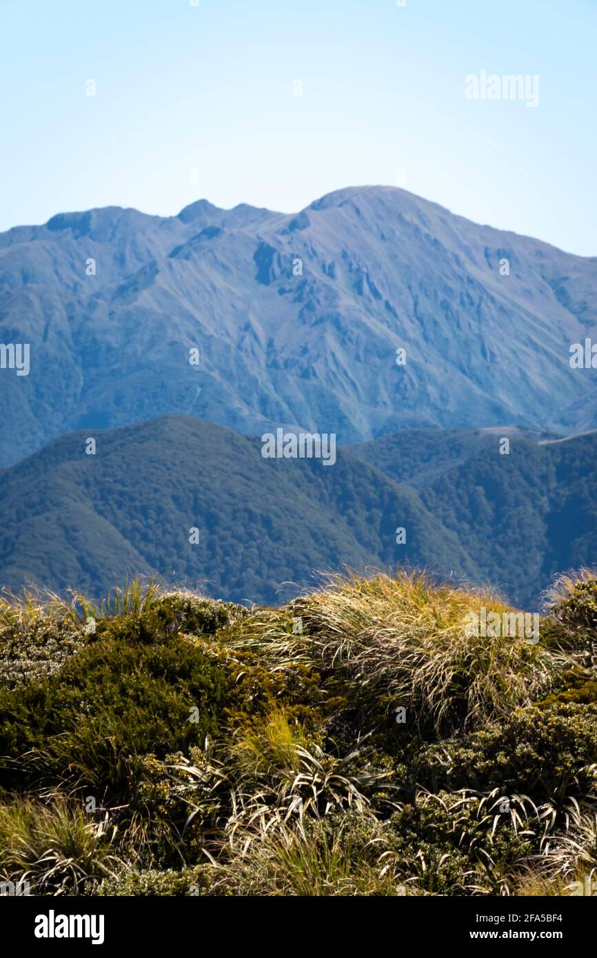 Gebirgszüge von Mount Holdsworth, Tararua Forest Park, North Island, Neuseeland Stockfoto