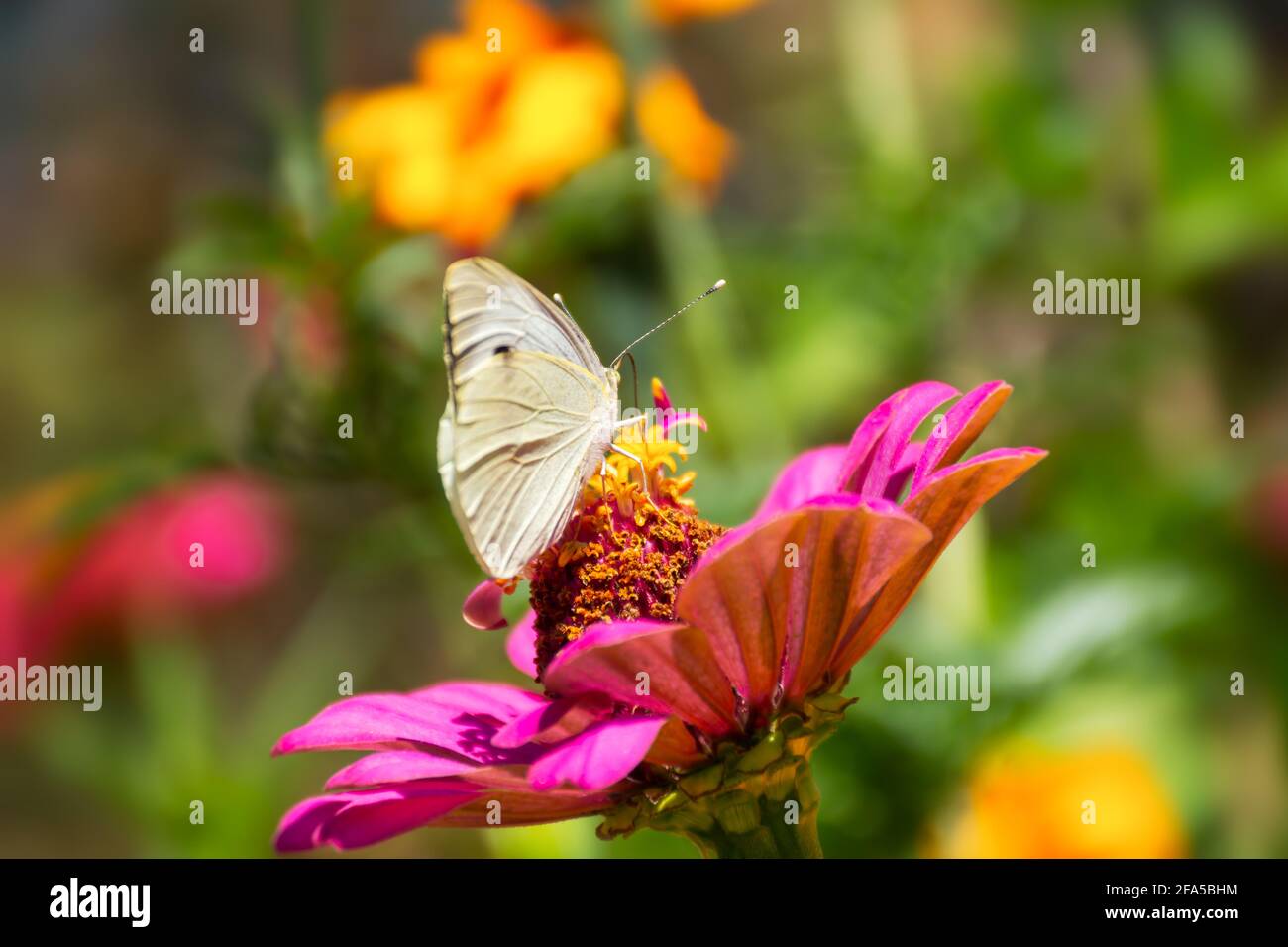 Weißkohl Schmetterling lat. Pieris brassicae auf einer rosa Blume im Sonnenlicht. Makrofotografie von Wildtieren. Der Schmetterling bestäubt die Blüten der Stockfoto