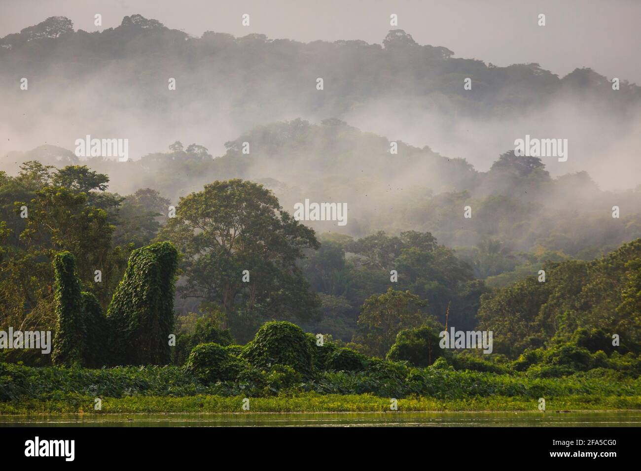 Panamalandschaft mit nebeligem Regenwald im frühen Morgenlicht auf der Ostseite von Rio Chagres, Soberania-Nationalpark, Republik Panama Stockfoto