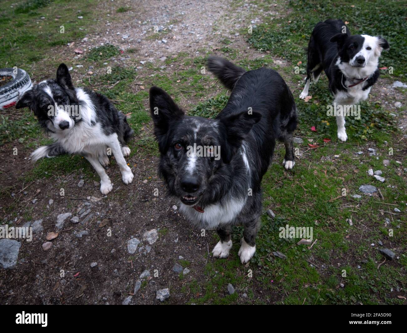 Aus dem hohen Winkel betrachten wir die Familie der Border Collies Hunde,  die die Kamera betrachten Stockfotografie - Alamy