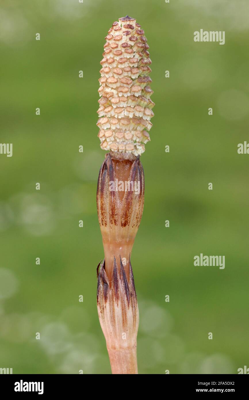 Field Horsetail Equisetum arvense - fruchtbarer Kegel Stockfoto
