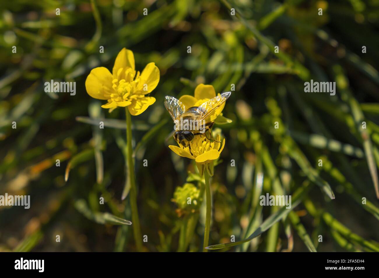 Gewöhnliche Drohnenfliege (Eristalis tenax). Italien. Stockfoto