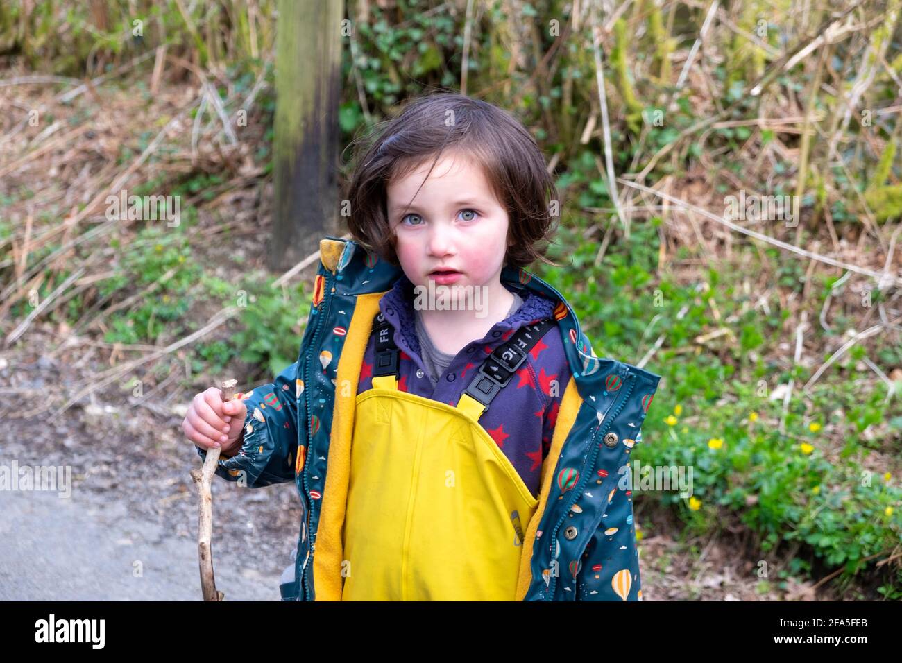 Kleines englisches Mädchen im Alter von 3 Jahren auf einem Landspaziergang Mit wasserdichter Kleidung im Frühjahr Blick auf die Kamera Carmarthenshire WALES UK KATHY DEWITT Stockfoto