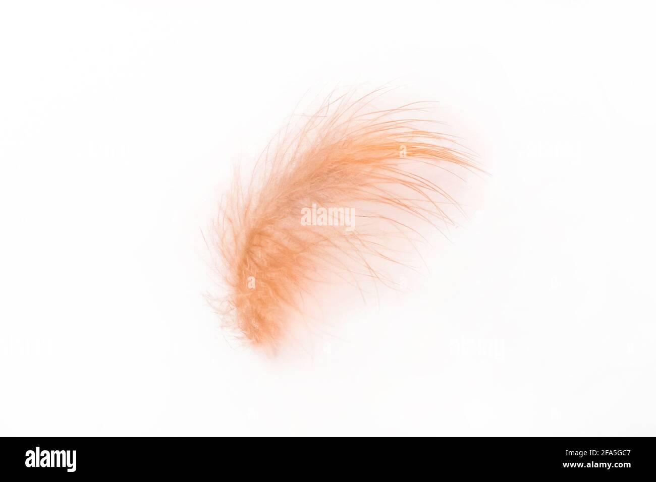 Kleine flauschige braune weiche Hühnerfeder auf weißem Hintergrund, isoliert. Stockfoto