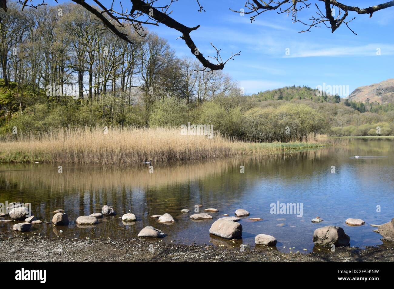 Das Hotel liegt im Tal von Great Langdale und ist umgeben von den inspirierenden Langdale Hechten liegt das schöne Elterwater, in alten nordischen, Schwanensee. Stockfoto