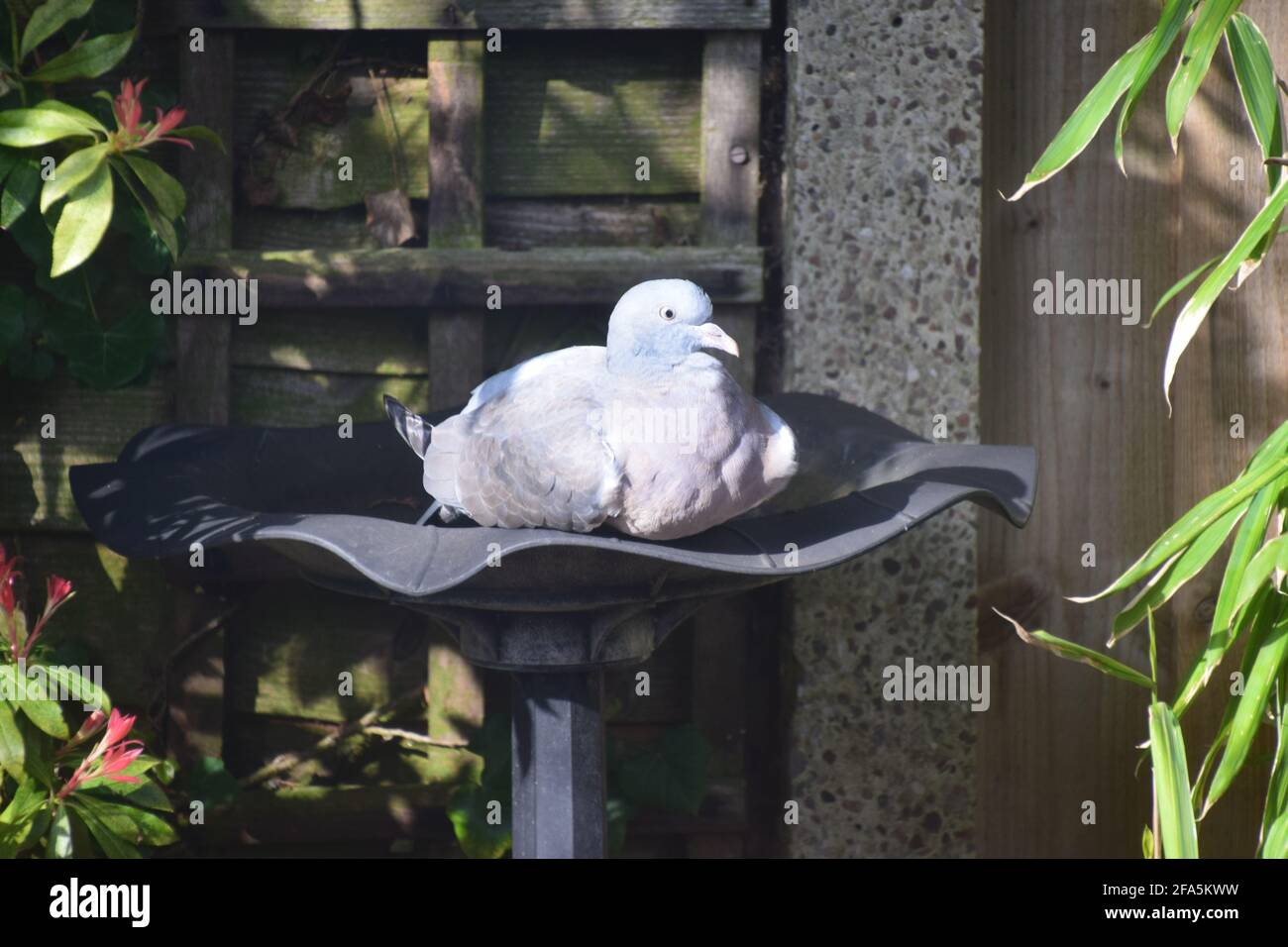 Holztaube, die eine kühle Rast im Vogelbad während der heißen weather.in in einem englischen Garten hat. Stockfoto