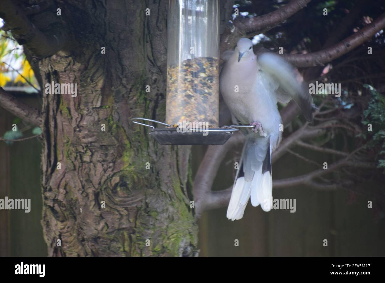 Eurasische Collard Tauben, die in Vogelsamen in einem englischen Garten auf hängendem Samenfutter sitzen. Stockfoto