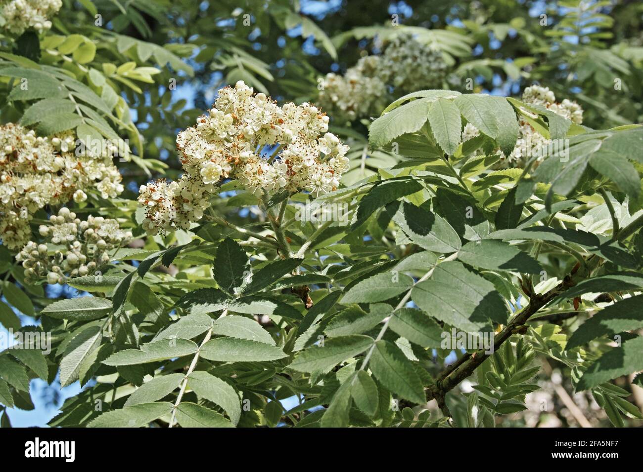 rowan, Bergasche, Detail von Blütenstand und Blättern, Sorbus aucuparia, Rosaceae Stockfoto