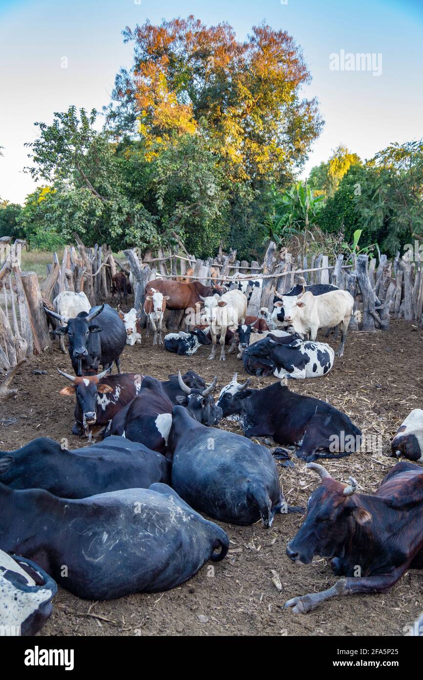 Rinder wurden in einer Corrale auf einer ländlichen Farm in Malawi, Afrika, gezüchtet Stockfoto