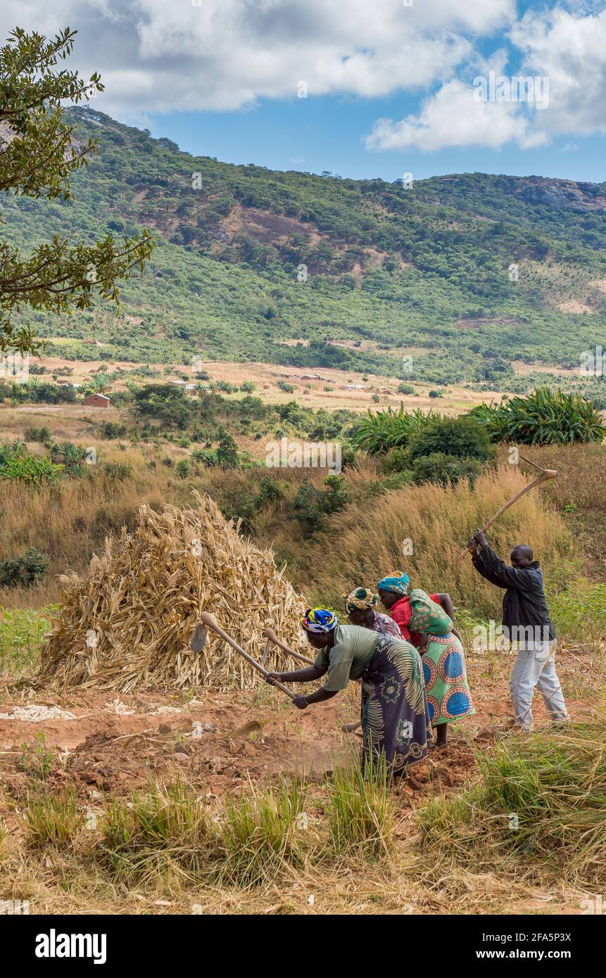 Bäuerinnen, die den Boden auf einem Feld in der Nähe von Mzimba, Malawi, bebauen Stockfoto