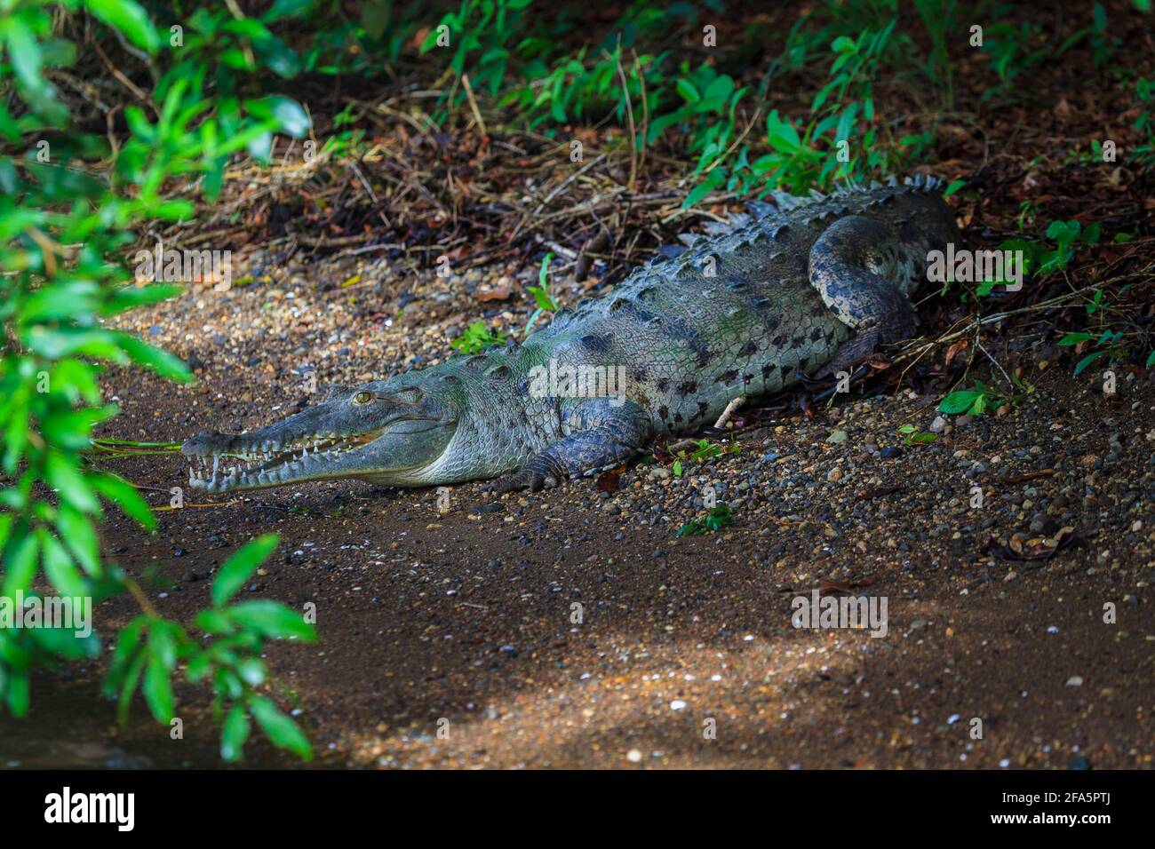 Großes amerikanisches Krokodil, Crocodylus acutus, am See des Gatun-Sees, Provinz Colon, Republik Panama, Mittelamerika. Stockfoto