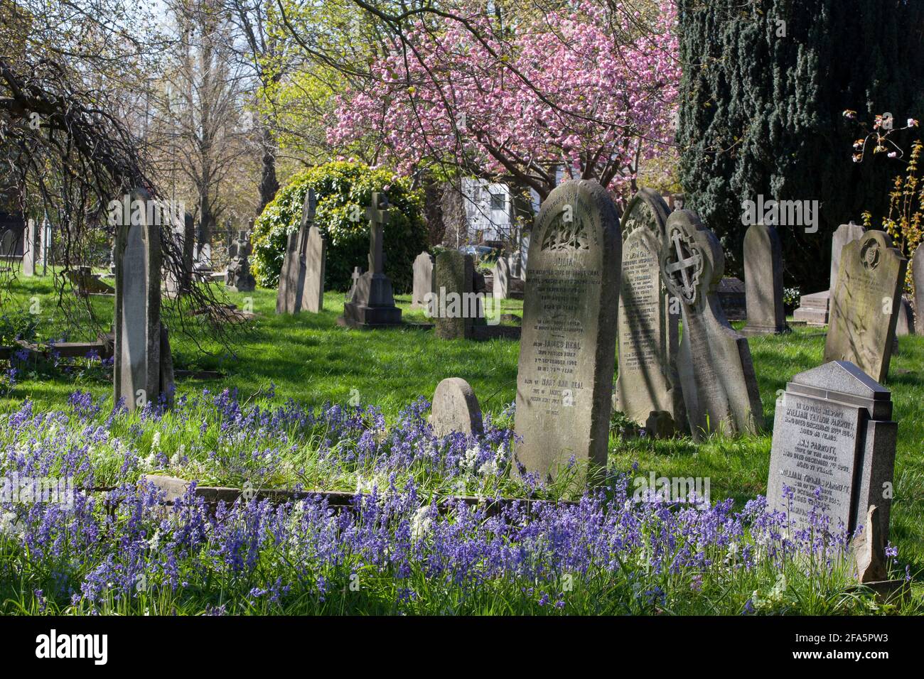 UK Weather, London, 23 April 2021: Das sonnige Frühlingswetter hat die bluebelligen Blüten, sowie Primeln, Speedwell und Baumblüten auf dem Battersea Rise Cemetery, Süd-London, hervorgebracht. Anna Watson/Alamy Live News Stockfoto