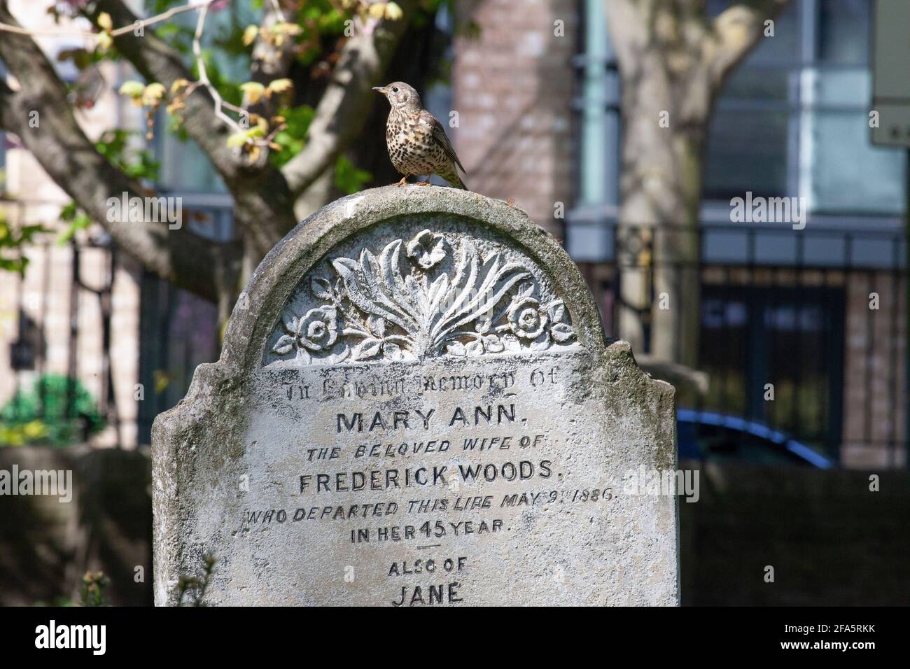 UK Weather, London, 23 April 2021: Auf dem Battersea Rise Cemetery findet eine Liederdrossel unter den Grabsteinen Nahrung und die Frühjahrsvoranzeige von Bluebells. Anna Watson/Alamy Live News Stockfoto